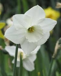 Large Cupped Daffodil Stainless Daffodils Spring Flowering Bulbs Spring Garden Flowers