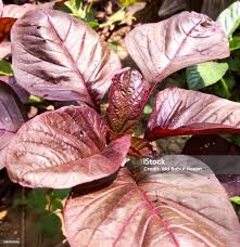 Image result for Amaranthus dubius