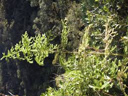 Image result for Lycopodiella sarcocaulon