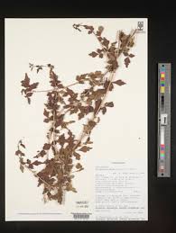 Image result for Allophylus fulvotomentosus