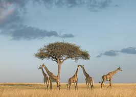 3) a giraffe's height is helpful for keeping a look out for predators, such as lions and hyenas.their excellent eyesight allows them to spot hungry beasts from far away, too. Group Of Giraffes Under A Tree Klaus Tiedge Fine Art Wildlife Photography