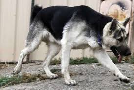 From guardian angel shepherds in nescopeck pa usa www.guardianangelshepherds2.com. Black And Silver Sable German Shepherd Petsidi