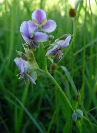 Image result for Murdannia simplex