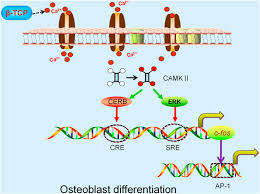 Jadi banyak potongan dari kedua pita tersebut adalah 17. Frontiers Current Application Of Beta Tricalcium Phosphate In Bone Repair And Its Mechanism To Regulate Osteogenesis Materials