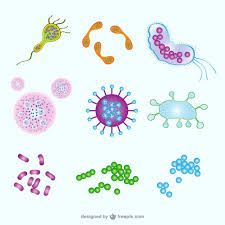 Resultado de imagen para microorganismos