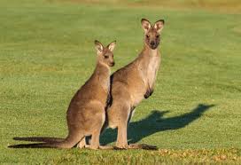 Through the '90s kangaroos had gained such a strong following that it began to widen its product offering. New Documentary Exposes Australia S Dirty Secret Kangaroos Killed By The Millions Each Year A Humane World