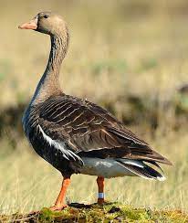 Check spelling or type a new query. Greater White Fronted Goose Madison Audubon