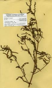 Image result for Aeschynomene tenuirama