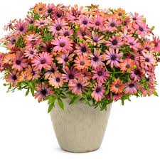 Image result for Osteospermum
