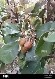 Image result for Manilkara kauki