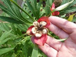 You can start your seeds indoors or out, however the indoor treatment gives you a little more control over temperature and moisture, resulting in greater success. Peony Seeds Forum Topic North American Rock Garden Society