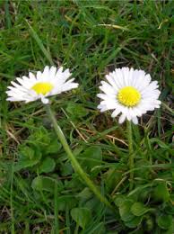 Bildergebnis für gänseblümchen