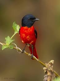 Black Bird With White Tail Philippines Scarlet Minivet Pericrocotus Speciosus Asia Indonesia China And The Philippines Pet Birds Animals Beautiful Colorful Birds