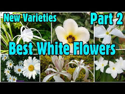 Small flowers consisting of multiple blooms per stem, and named for their waxy texture. 74 Best 15 Amazing White Flowers With Name New Varieties Part 2 Floral Gardening Youtube