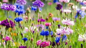 Nur selten findet sich heute noch ein schild „betreten verboten auf einem makellosen zierrasen. Eine Wildblumenwiese Anlegen Und Mahen Ndr De Ratgeber Garten Zierpflanzen