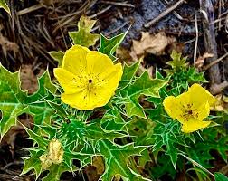 Image result for Argemone mexicana