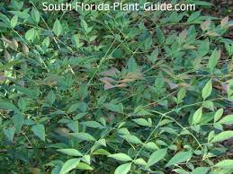 Maybe you would like to learn more about one of these? Nandina