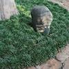 While many jasmines are cared for like a sprawling shrub, there are vining varieties and ground covers as well, which makes it even more. Https Encrypted Tbn0 Gstatic Com Images Q Tbn And9gcs Excgvmu5rppx3geuf Uq6t69mt Ejnmhpgmg Lm Usqp Cau