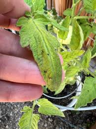 Image result for BLACKFLY ON TOMATO PLANTS