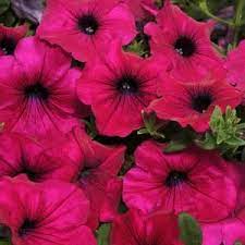 An11635 Wave Purple Improved Trailing Petunia Seeds Flowers Faster Earlier With Bigger Blooms Compared To The Origin Flower Seeds Petunias Annual Flowers