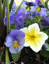 Pansy And Petunia Flower Photos Pansies Petunias