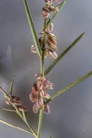 Image result for Polygala erioptera