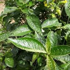 Daun Keji Beling Pecah Beling Herbal Batu Ginjal Segar 1kg Shopee Indonesia