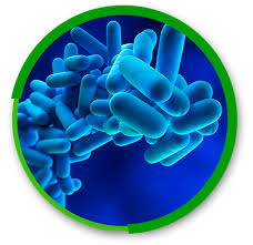 Image result for Legionella