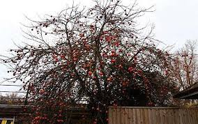 During this time, there is little to zero stress when trees are cut back. Apple Tree Defies Coldest Winter To Retain Fruit Crop