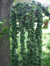 Hindu Rope Plant So Beautiful When They Bloom Hanging Plants Plants Succulents