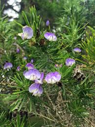 Image result for Psoralea