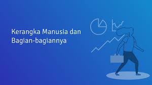 Ternyata, setiap aktivitas manusia itu terjadi karena adanya peran pada otot dan rangka, ya. Apa Saja Jenis Dan Kelainan Kerangka Manusia Gambar