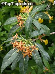 Image result for Strophanthus eminii