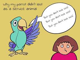 Post Fainting Adventures Service Animal Animals Parrot