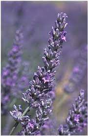 Use Vodka And Lavender As A Mosquito Insect Repellent Spray When Gardening Or Outdoor Sports English Lavender Plant Lavender Plant Insect Repellent Spray