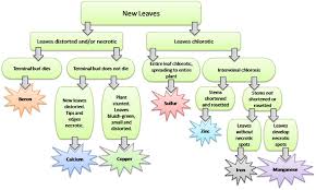 What is the difference between macronutrients and micronutrients? Identifying Nutrient Deficiencies In Ornamental Plants University Of Delaware
