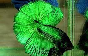 Betta Splendens Siamese Fighting Fish Betta Fish Betta Fish