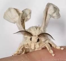 The venezuelan poodle moth is a moth photographed in 2009 by kyrgyzstani zoologist dr. Is The Venezuelan Poodle Moth Real Quora