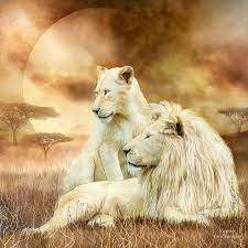 Two White Lions Together By Carol Cavalaris White Lion Lion Pictures Lions
