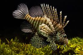 Tahukah anda bahwa arti dari mimpi menangkap ikan mas yang besar mungkin mempunyai makna yang baik atau bahkan buruk bagi kehidupan anda. Arti Mimpi Ikan Raksasa Paramimpi