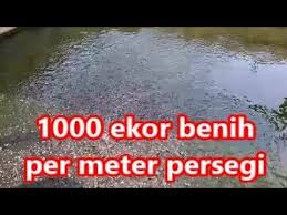 Cara Ternak Lele Kolam Beton Sesi Pendederan Tebar Padat Youtube