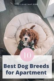 After moving eleven times and living the single. Apartment Living Does Not Necessarily Mean You Have To Turn Into A Pet Person If You Love Dogs You Best Dog Breeds Apartment Dogs Breeds Best Apartment Dogs