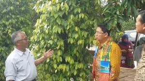 Tumbuhan ini ditanam untuk mendapatkan buah pepauhnya yang dijadikan sejenis rempah baik. Negara Mali Butuh Lada Hitam Duta Besar Ri Untuk Afrika Barat Akan Bawa Sampel Lada Dari Belitung Pos Belitung