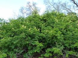 Image result for Acacia schweinfurthii