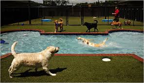 Property is on the beach or right next to it. Pet Stay Facilities Convenient For Air Travelers The New York Times