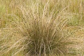 Image result for Schoenus