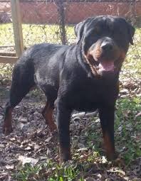 How much do rottweiler puppies cost? German Rottweiler Puppies For Sale In Marrero Louisiana Classified Hoodbiz Org
