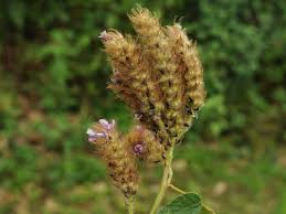 Image result for Uraria