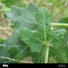 Image result for Coccinia sessilifolia