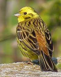 Der regenbrachvogel erreicht eine körperlänge von 40 bis 46 zentimetern. Burzel Wikipedia